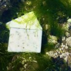 صابون جلبک دریایی چیست و تاثیر جلبک بر پوست چیست؟