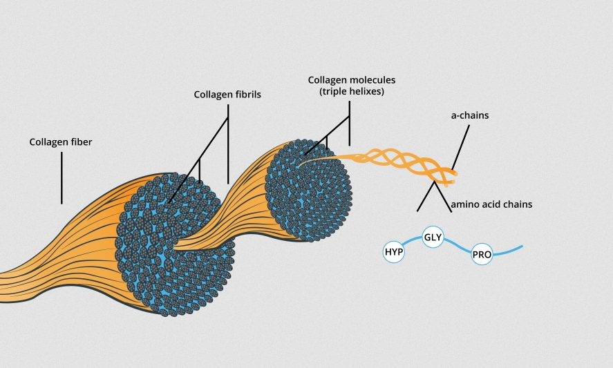 کلاژن چیست؟